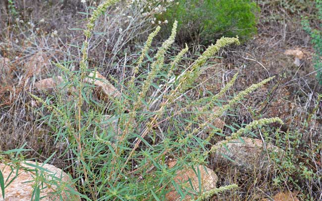 Amaranthus fimbriatus, Fringed Amaranth, Southwest Desert Flora Amaranthus fimbriatus, Fringed Amaranth, Southwest Desert Flora